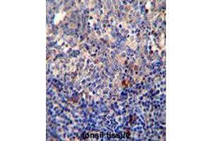 BCL10 antibody (N-term) immunohistochemistry analysis in formalin fixed and paraffin embedded human tonsil tissue followed by peroxidase conjugation of the secondary antibody and DAB staining.