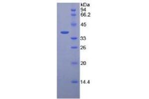 SDS-PAGE of Protein Standard from the Kit  (Highly purified E. (PGC Kit ELISA)