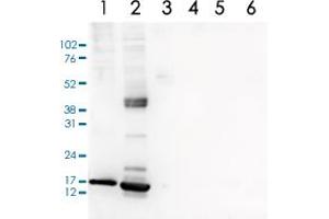 Western Blot analysis of (1) 25 ug whole cell extracts of Hela cells, (2) 15 ug histone extracts of Hela cells, (3) 1 ug of recombinant histone H2A, (4) 1 ug of recombinant histone H2B, (5) 1 ug of recombinant histone H3, (6) 1 ug of recombinant histone H4.