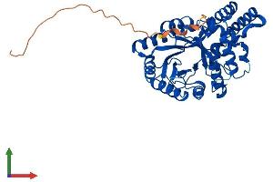 AlphaFold protein structure predicition of Mouse Recombinant Akr7a2 Protein, UniprotID Q8CG76