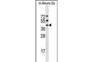 Western blot analysis in mouse Neuro-2a cell line lysates (35ug/lane). (STK32A anticorps  (C-Term))