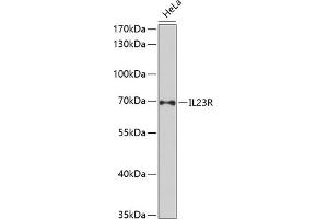 Western blot analysis of extracts of HeLa cells, using IL23R antibody (ABIN3022245, ABIN3022246, ABIN3022247, ABIN1513088 and ABIN6218691) at 1:1000 dilution.
