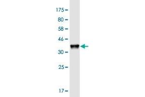 Western Blot detection against Immunogen (36.