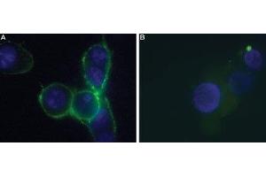 Expression of P2RX7 in HEK-293 transfected cells - Cell surface detection of P2RX7 in live intact P2X7-HEK-293 transfected cells.