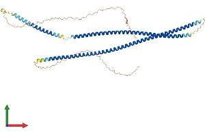 AlphaFold protein structure predicition of Human Recombinant KRT83 Protein, UniprotID P78385