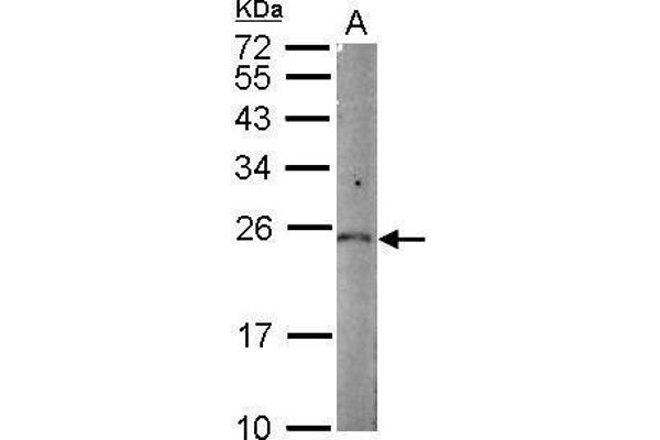 PGPEP1 antibody