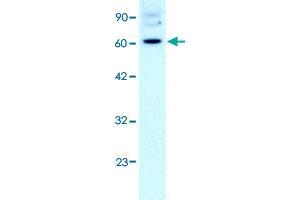 Western Blot analysis of HepG2 cell lysate with FOXJ2 polyclonal antibody  at 2 ug/mL working concentration. (Forkhead Box J2 anticorps  (Internal Region))