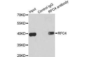 Immunoprecipitation analysis of 200ug extracts of K562 cells using 1ug RFC4 antibody. (RFC4 anticorps)