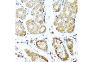 Immunohistochemistry of paraffin-embedded human stomach using PER1 antibody.