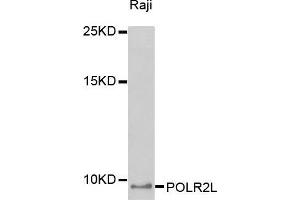 Western blot analysis of extracts of Raji cell line, using POLR2L antibody. (POLR2L anticorps  (AA 1-67))