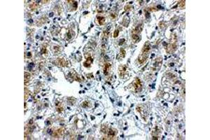 Immunohistochemistry of SIGLEC11 in human liver tissue with SIGLEC11 polyclonal antibody  at 5 ug/mL . (SIGLEC11 anticorps  (C-Term))