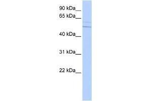 WB Suggested Anti-KCNC4 Antibody Titration:  0. (Kv3.4 anticorps  (Middle Region))