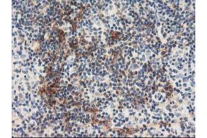 Immunohistochemistry (IHC) image for anti-N-Acyl Phosphatidylethanolamine phospholipase D (NAPEPLD) antibody (ABIN1499646) (NAPEPLD anticorps)