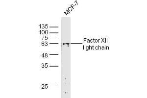 anti-Factor I Heavy Chain (AA 261-360) antibody