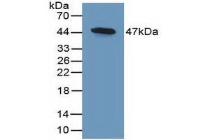 Figure. (DKK3 anticorps  (AA 23-349))
