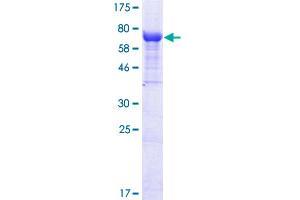 Image no. 1 for Interferon-Induced Protein with Tetratricopeptide Repeats 2 (IFIT2) (AA 1-484) protein (GST tag) (ABIN1307427)