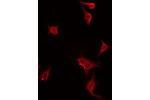 ABIN6274447 staining Hela by IF/ICC. (DUSP19 anticorps  (Internal Region))