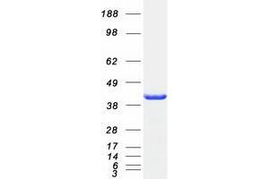 Validation with Western Blot