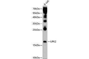 Western blot analysis of extracts of B-cell cells, using UPK2 antibody (ABIN6128905, ABIN6149948, ABIN6149949 and ABIN6214997) at 1:1000 dilution. (Uroplakin 2 anticorps  (AA 85-155))