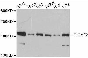 Western blot analysis of extracts of various cell lines, using GIGYF2 antibody (ABIN5997790) at 1:3000 dilution.