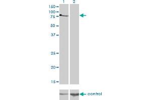 Western blot analysis of TBX2 over-expressed 293 cell line, cotransfected with TBX2 Validated Chimera RNAi (Lane 2) or non-transfected control (Lane 1).