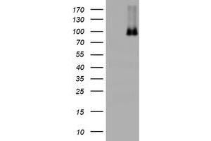 Image no. 8 for anti-Nibrin (NBN) (AA 461-754) antibody (ABIN1491540) (Nibrin anticorps  (AA 461-754))