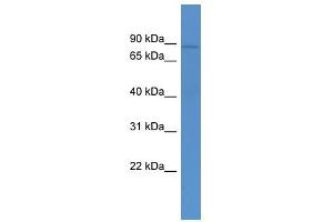 Abcb10 antibody used at 0.