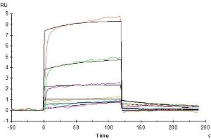 Mouse IL-20RA, hFc Tag captured on CM5 Chip via Protein A can bind Mouse IL-20, His Tag with an affinity constant of 1.