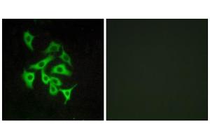 Immunofluorescence analysis of A549 cells, using GPR100 antibody. (RXFP4 anticorps  (C-Term))