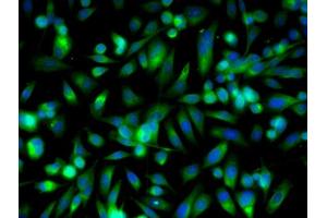 Image provided by One World Lab validation program.