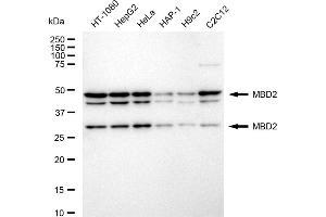 Western blotting analysis using MBD2 antibody (ABIN7799386). (Recombinant MBD2 anticorps)