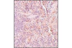 AP20066PU-N SQSTM1 antibody staining of Rat Spleen tissue by Immunohistochemistry at 5 μg/ml.