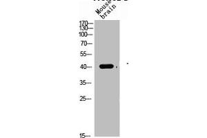 Western Blot analysis of mouse-brain cells using TGFβ1 Polyclonal Antibody
