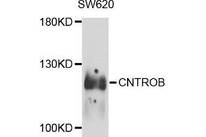 Western blot analysis of extract of various cells, using CNTROB antibody. (CNTROB anticorps)