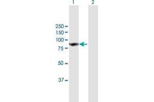 Western Blot analysis of SKIL expression in transfected 293T cell line by SKIL MaxPab polyclonal antibody. (SKIL anticorps  (AA 1-684))
