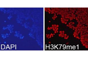 Immunofluorescence analysis of 293T cells using MonoMethyl-Histone H3-K79 antibody. (Histone 3 anticorps  (H3K79me))