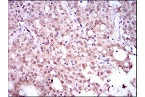 Immunohistochemistry (IHC) image for anti-Sex Determining Region Y (SRY) (AA 1-204) antibody (ABIN1846456) (SRY anticorps  (AA 1-204))