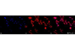 Immunocytochemistry/Immunofluorescence analysis using Rat Anti-TCP1-alpha Monoclonal Antibody, Clone 91a . (TCP1 alpha/CCTA anticorps  (C-Term) (PE))