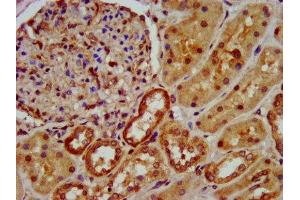 IHC image of ABIN7162352 diluted at 1:600 and staining in paraffin-embedded human kidney tissue performed on a Leica BondTM system. (OCC-1 anticorps  (AA 1-63))