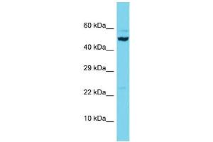 Western Blotting (WB) image for anti-Scavenger Receptor Class B, Member 2 (SCARB2) (C-Term) antibody (ABIN2505185) (SCARB2 anticorps  (C-Term))