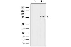 anti-C-Maf Inducing Protein (CMIP) (C-Term) antibody
