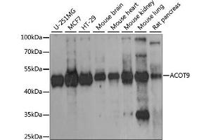 Western blot analysis of extracts of various cell lines, using ACOT9 antibody (ABIN6291385) at 1:1000 dilution. (ACOT9 anticorps)