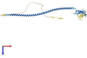 AlphaFold protein structure predicition of Human Recombinant CD72 Protein, UniprotID P21854