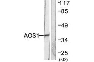 Western blot analysis of extracts from 293 cells, using AOS1 Antibody. (SAE1 anticorps  (AA 221-270))