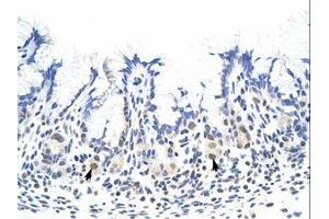 Image no. 1 for anti-Heterogeneous Nuclear Ribonucleoprotein A1 (HNRNPA1) (N-Term) antibody (ABIN203053) (HNRNPA1 anticorps  (N-Term))