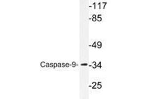 Western blot analysis of Caspase 9 antibody in extracts from HeLa cells. (Caspase 9 anticorps)