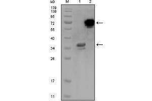 Western blot analysis using HPS1 mouse mAb against truncated HPS1 recombinant protein (1) and HPS1-hIgGFc transfected CHO-K1 cell lysate (2). (HPS1 anticorps)