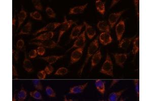 Immunofluorescence analysis of L929 cells using PYCR2 Polyclonal Antibody at dilution of 1:100. (PYCR2 anticorps)