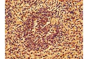 Immunohistochemistry of paraffin-embedded human spleen tissue using ABIN7143732 at dilution of 1:100