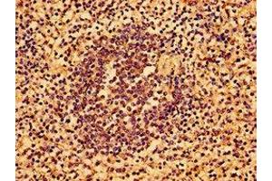 Immunohistochemistry of paraffin-embedded human spleen tissue using ABIN7143732 at dilution of 1:100 (AAGAB anticorps  (AA 191-315))